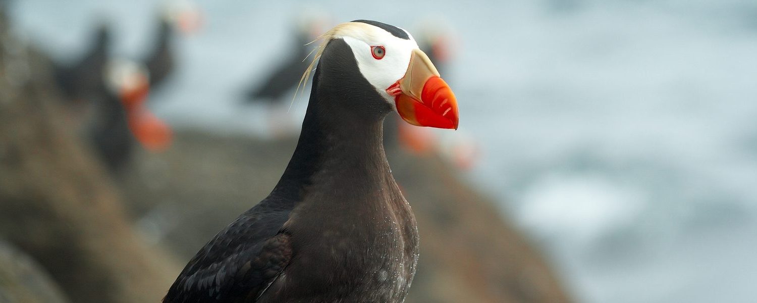All You Need To Know About The Tufted Puffins In Cannon Beach