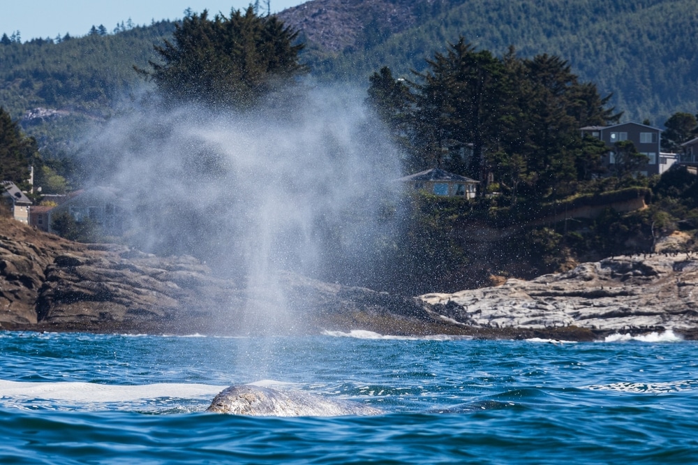 Plan Ahead for Whale Watching on the Oregon Coast