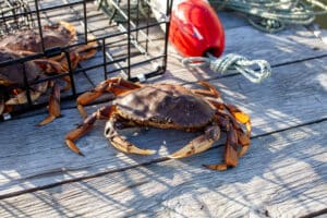 Fishing & Dungeness Crab Season on the Oregon Coast