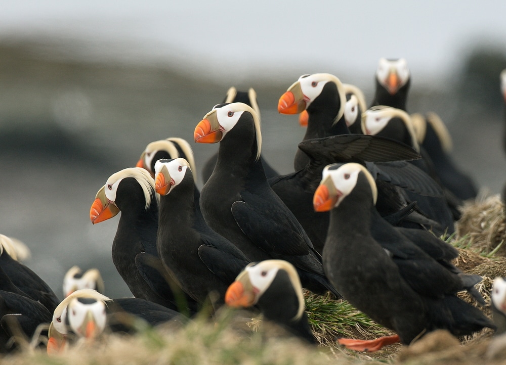 Puffins in Oregon / More Places for Birdwatching on the Oregon Coast