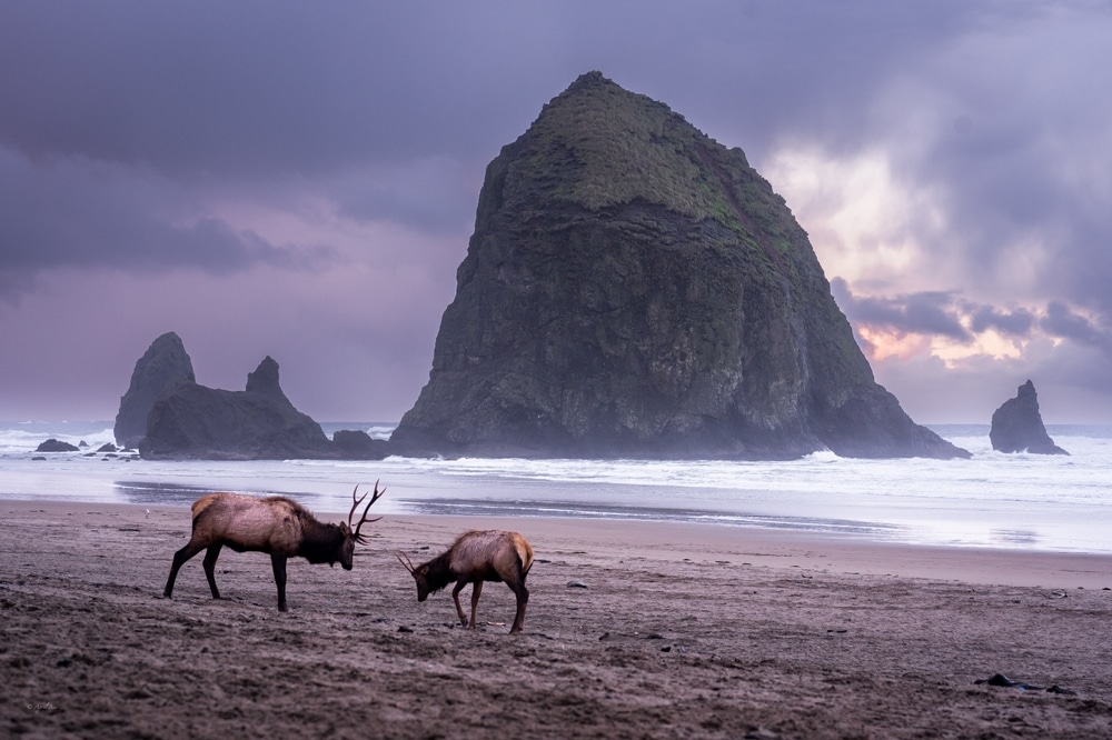 Best Things to Do on the Oregon Coast This Fall